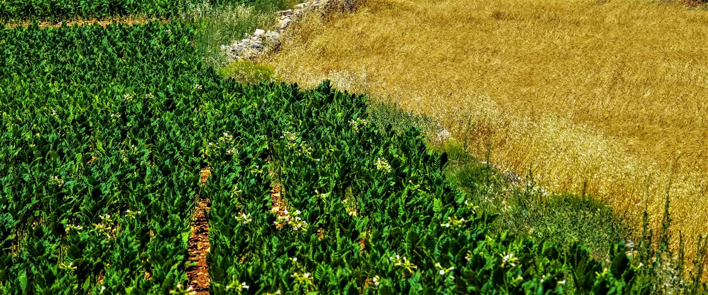 Excavator loading soil for dirt removal service